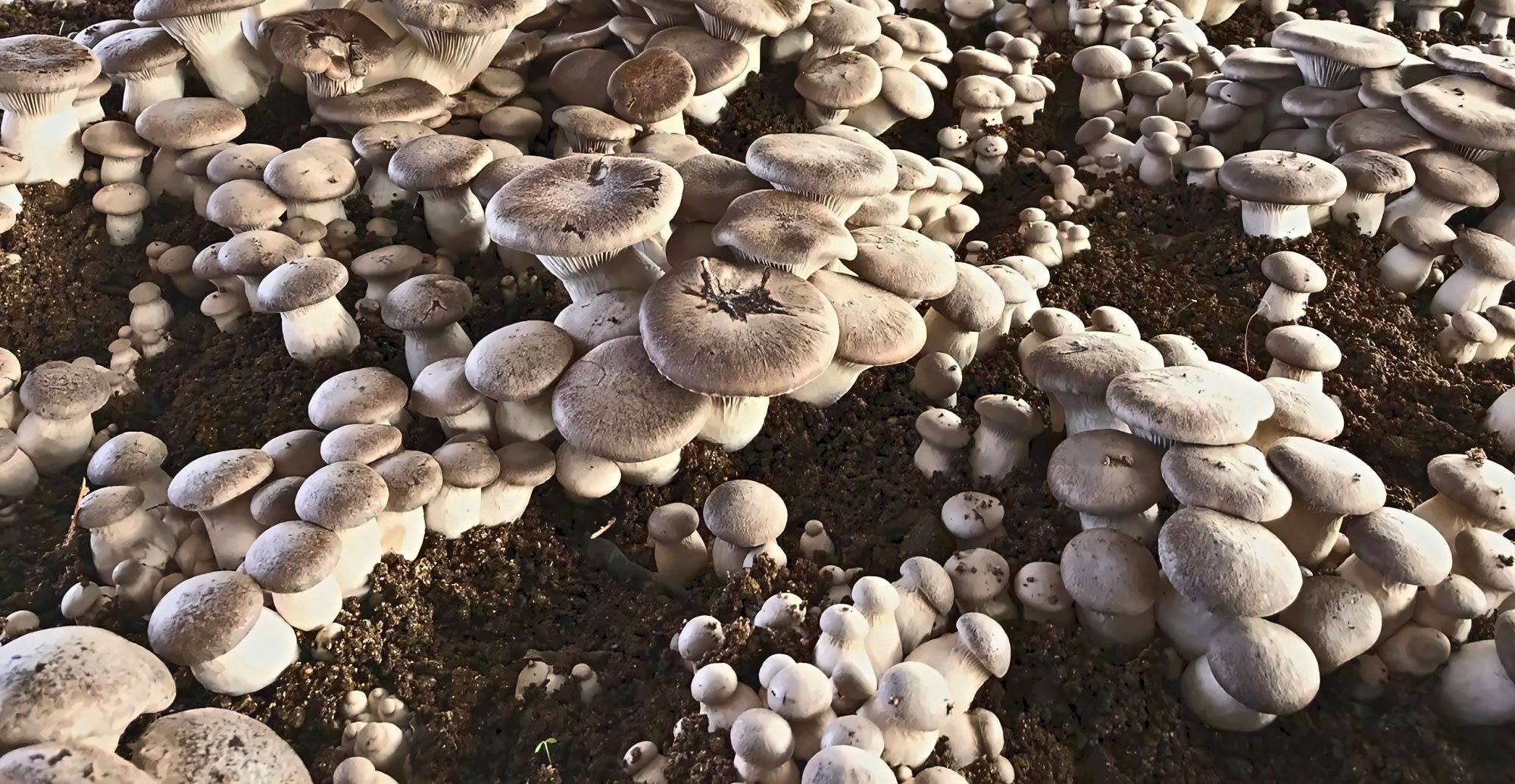 Un'aiuola di cardoncelli nella fungaia CardoRè